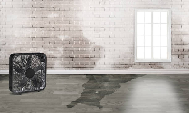 Best Water damage contractors near me  in Midlothian, TX